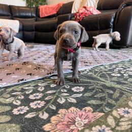 Belle - pink collar - Blue female Weimaraner puppy in Riverside, Utah from Blue Phantom Kennels
