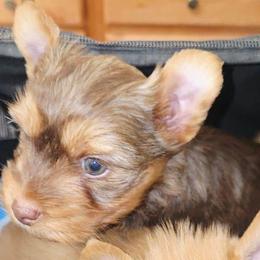 DEX - Chocolate and tan male Yorkshire Terrier puppy in Eastpointe, Michigan from TLC Kennels TenderLittleCuties