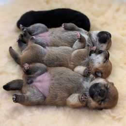 Shiba Inu Puppies from Takikawa Shiba Inus