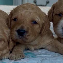 Meg - Apricot female Goldendoodle puppy in Pensacola, Florida from Goldendoodles Love You in Pensacola Friend Edition