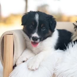Corduroy - Black and white male Border Collie puppy in Conway, Missouri from 2J 2K Border Collies | Maremma Sheepdogs