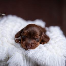 Pacy - Red male Dachshund puppy in Iola, Texas from Whiskey River Dachshunds
