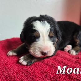Moana - Black rust and white female Bernese Mountain Dog puppy in Blackfoot, Idaho from Draper Mountain Doodles