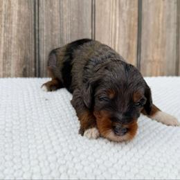 Nala - Blue merle female Bernedoodle puppy in Wamego, Kansas from Doodles of Oz