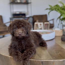 Havasu - Chocolate female Goldendoodle puppy in St George, Utah from Doodle Bears of Southern Utah