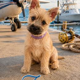 Wheaten - Wheaten female Cairn Terrier puppy in Centerville, Texas from Cedar Forrest Terriers LLC (Cairns & Australian Terriers)