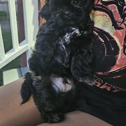 Shih Tzu Puppies from Luna's Shih Tzu Pups