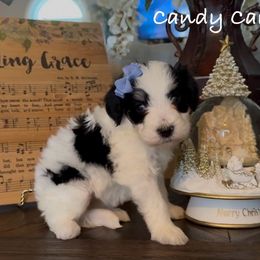 Candy Cane - Tri-color female Bernedoodle puppy in Cartersville, Georgia from Simply Blessed Doodles