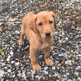 Labrador Retriever Puppies from Mountain Top View Fox Red Labs