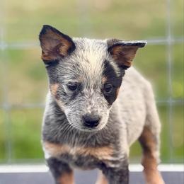 Tifton - Blue mottled male Australian Cattle Dog puppy in Rosharon, Texas from 4Surge Cattle Dogs
