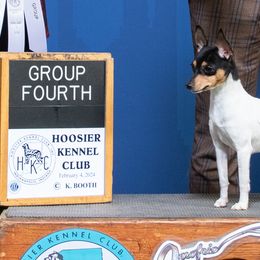 Toy Fox Terriers from DynAsty Toy Fox Terriers