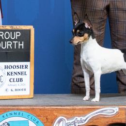 Toy Fox Terriers from DynAsty Toy Fox Terriers