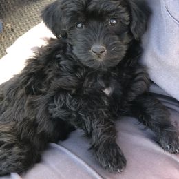 Schnoodle Puppies from RR Schnoodles