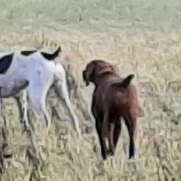 German Shorthaired Pointer All Grown Up from Edonja German Shorthaired Pointers