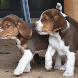 Beagle Puppies from Parmelee Beagles