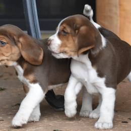Beagle Puppies from Parmelee Beagles