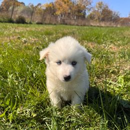 Artic - White male Pomsky puppy in Bucyrus, Missouri from Hill Top Pomskies