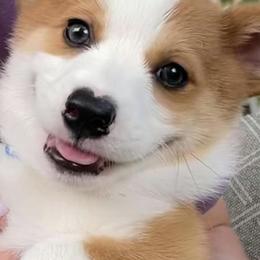 Pembroke Welsh Corgis from Corgis of Tidewater