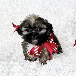 AKC Watson - Sable male Shih Tzu puppy in Greenville, South Carolina from Babyface Shih Tzu