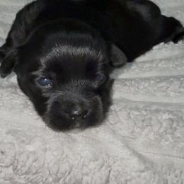 Hank - Black and tan male Yorkshire Terrier puppy in Houston, Texas from Little things