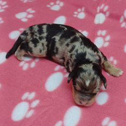 Poppy Purple - Blue merle female Bernedoodle puppy in Delphos, Ohio from Route 66 Poodles & Doodles, Sapphire Shih-tzu's of Ohio