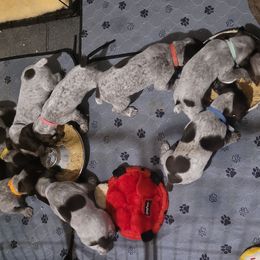German Shorthaired Pointers from Donna's GSPs