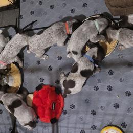 German Shorthaired Pointers from Donna's GSPs