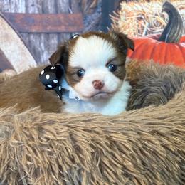 Raven - Chocolate and white female Chihuahua puppy in Gloucester, Virginia from Charlotte's Web of Chihuahuas