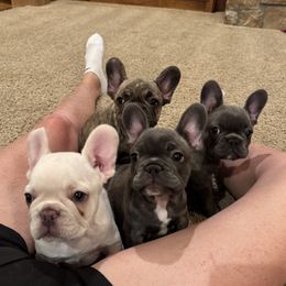 French Bulldog puppies from Crystals Bulldog Bungalow