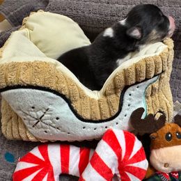 Tiny Tim - Black and tan male Pembroke Welsh Corgi puppy in Nortonville, Kansas from Low Riders Corgis & Mini Aussies