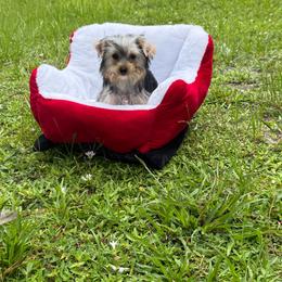 Riley Riri. 2500 - Black and gold female Yorkshire Terrier puppy in Naples, Florida from 🤎 Dreaming Puppies 🐶