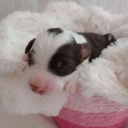 Chocolate Chip - Brown and white male Bernedoodle puppy in Fairfield, Illinois from Positively Doodles