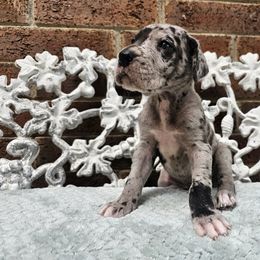 Poltergeist - Merle male Great Dane puppy in Arlington, Texas from Scoober Danes