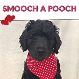 Koa - Goldendoodle puppy in Conway, New Hampshire from Arbor Grace Doodles