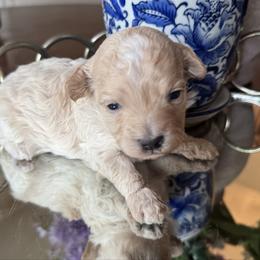 Check - Apricot male Maltipoo puppy in Wendell, North Carolina from Teddys Teddy Bears