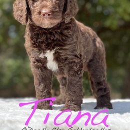 Goldendoodle Puppies from O’Doodle Clan Goldendoodles