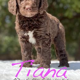 Goldendoodle Puppies from O’Doodle Clan Goldendoodles
