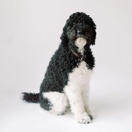 Ruth - Poodle