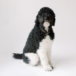 Ruth - Poodle