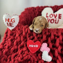 Goldendoodle Puppies from Maryland Designer Doodles