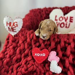 Goldendoodle Puppies from Maryland Designer Doodles