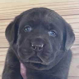 Labrador Retrievers from Black Hawk Labradors