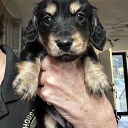 Bessy - Black and cream female Dachshund puppy in Perry, Georgia from Monahan Dachshunds