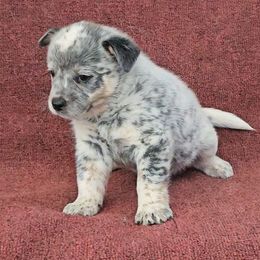 'Roman' Candle - Blue mottled male Australian Cattle Dog puppy in China Grove, North Carolina from Indigojos Australian Cattle Dogs