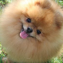 Pomeranian All Grown Up from Royal Tee Poms