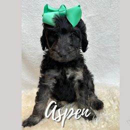 Aspen - Goldendoodle puppy in Conway, New Hampshire from Arbor Grace Doodles
