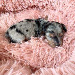 Bailey - Dapple female Dachshund puppy in Trenton, Florida from Tweenie Weenie Dachshunds