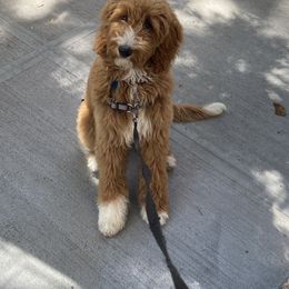 Goldendoodle All Grown Up from Anytime Doodles