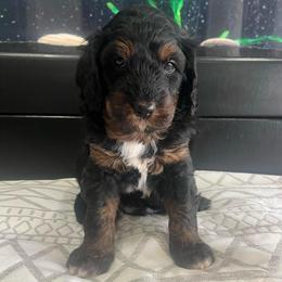 Bradley-Red boy - Black and tan male Companion Cross puppy in Calimesa, California from Teakwoodpoodleofsocal
