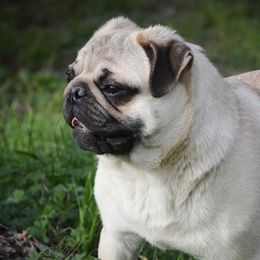 Teddy - Pug